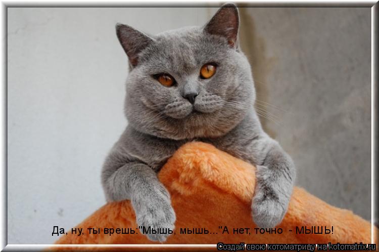Да, ну, ты врешь:"Мышь, мышь..."А нет, точно - МЫШЬ!... Котоматрица: Да, ну, ты врешь:"Мышь, мышь..."А нет, точно - МЫШЬ!