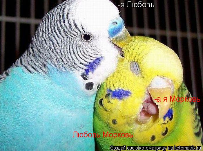 -я Любовь -а я Морковь Любовь Морковь... Котоматрица: -я Любовь -а я Морковь Любовь Морковь