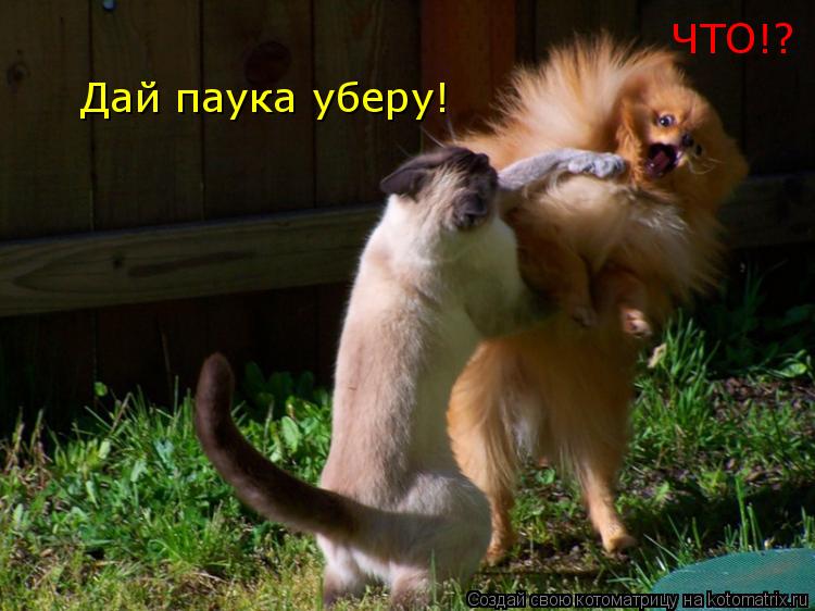 Дай паука уберу! ЧТО!?... Котоматрица: Дай паука уберу! ЧТО!?