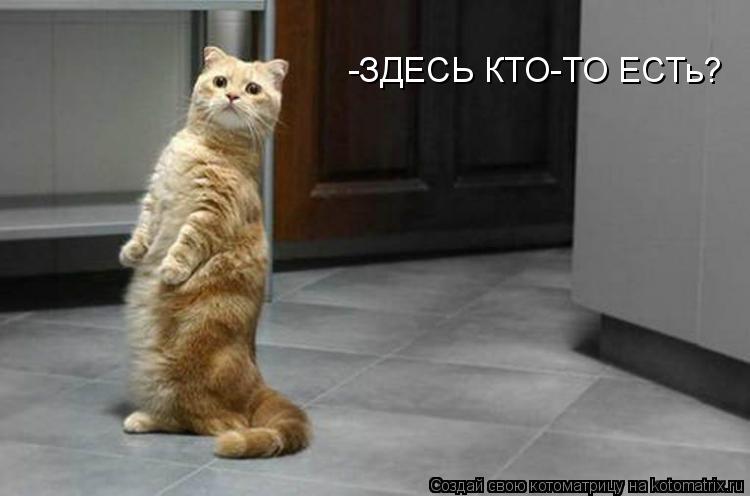 -ЗДЕСЬ КТО-ТО ЕСТь?... Котоматрица: -ЗДЕСЬ КТО-ТО ЕСТь?