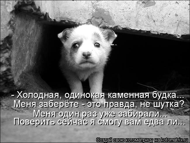 Котоматрица: - Холодная, одинокая каменная будка... - Холодная, одинокая каменная будка... Меня заберёте - это правда, не шутка? Меня один раз уже забирали... 