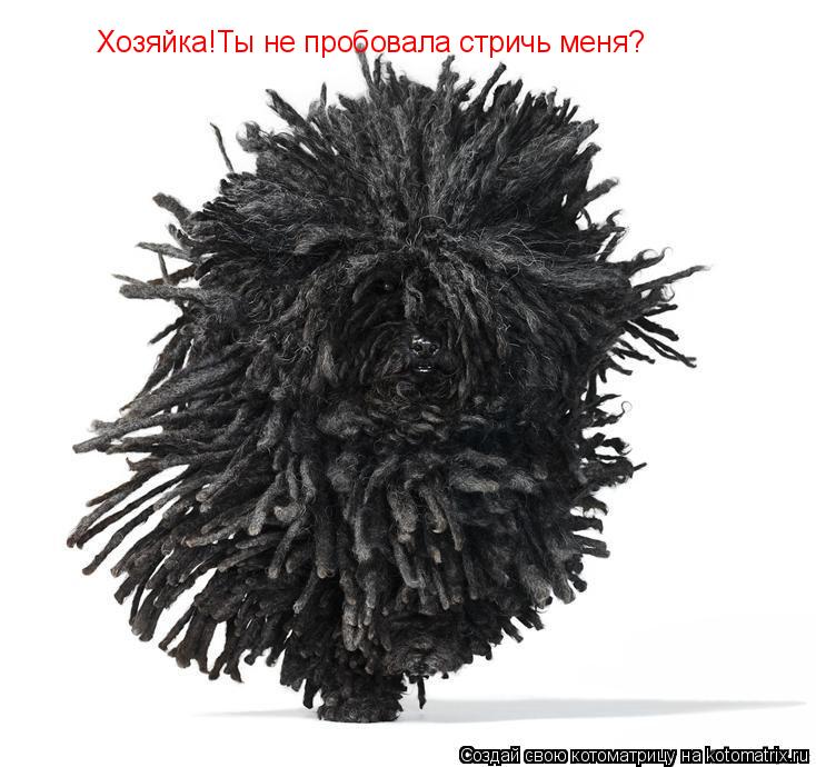 Хозяйка!Ты не пробовала стричь меня?... Котоматрица: Хозяйка!Ты не пробовала стричь меня?