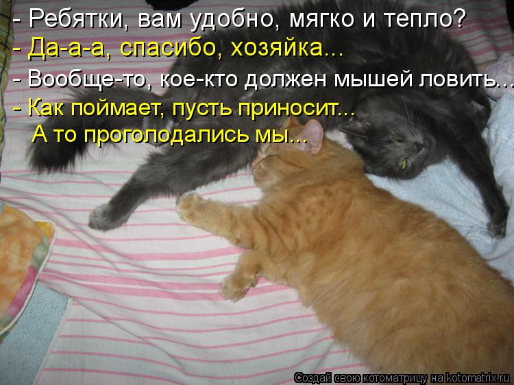Котоматрица: - Ребятки, вам удобно, мягко и тепло? - Да-а-а, спасибо, хозяйка... - Вообще-то, кое-кто должен мышей ловить... - Как поймает, пусть приносит...  А то