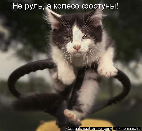Не руль, а колесо фортуны!... Котоматрица: Не руль, а колесо фортуны!