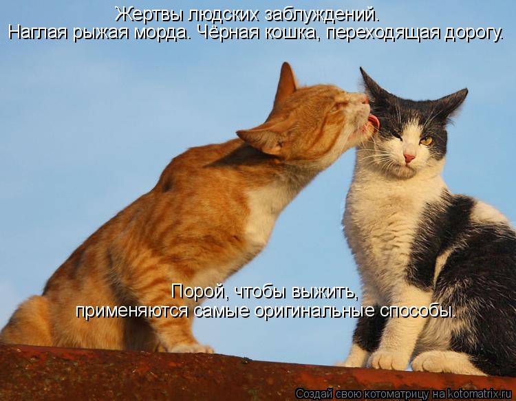 Жертвы людских заблуждений. Наглая рыжая морда. Чёрная кошка, переходящая дорогу. Порой, чтобы выжить... Котоматрица: Жертвы людских заблуждений. Наглая рыжая морда. Чёрная кошка, переходящая дорогу. Порой, чтобы выжить, применяются самые оригинальные спос