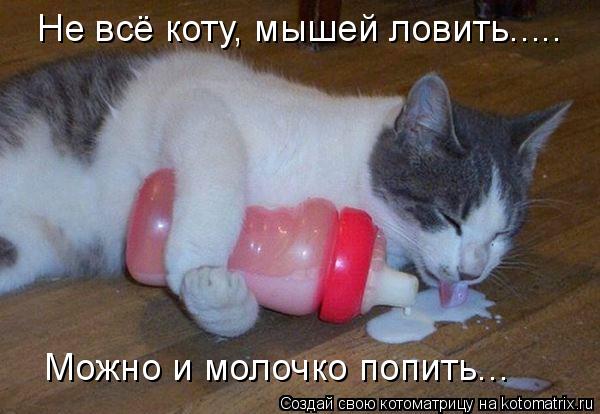 Нe всё коту, мышeй ловить..... Можно и молочко попить...... Котоматрица: Нe всё коту, мышeй ловить..... Можно и молочко попить...