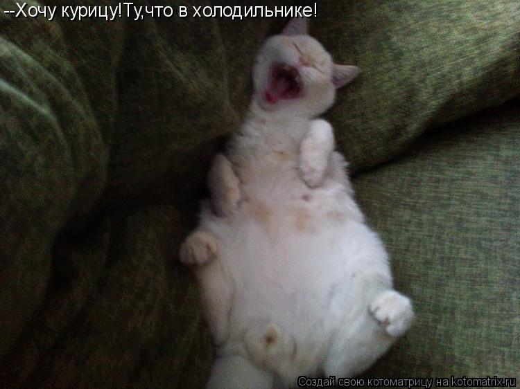 --Хочу курицу!Ту,что в холодильнике!... Котоматрица: --Хочу курицу!Ту,что в холодильнике!