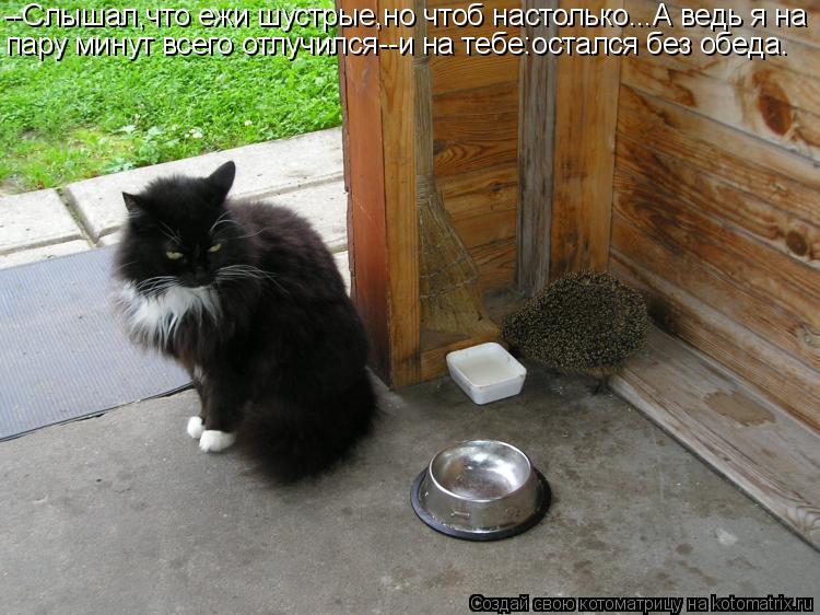 --Слышал,что ежи шустрые,но чтоб настолько...А ведь я на пару минут всего отлучился--и на тебе:осталс... Котоматрица: --Слышал,что ежи шустрые,но чтоб настолько...А ведь я на пару минут всего отлучился--и на тебе:остался без обеда.