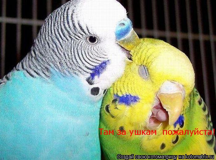 Там за ушкам пожалуйста!... Котоматрица: Там за ушкам пожалуйста!