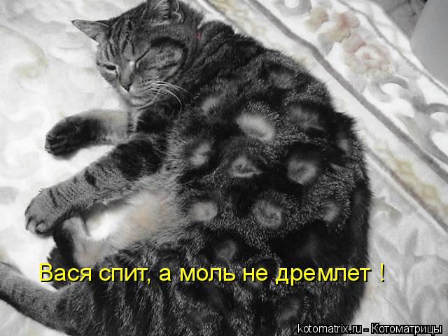Вася спит, а моль не дремлет !... Котоматрица: Вася спит, а моль не дремлет !