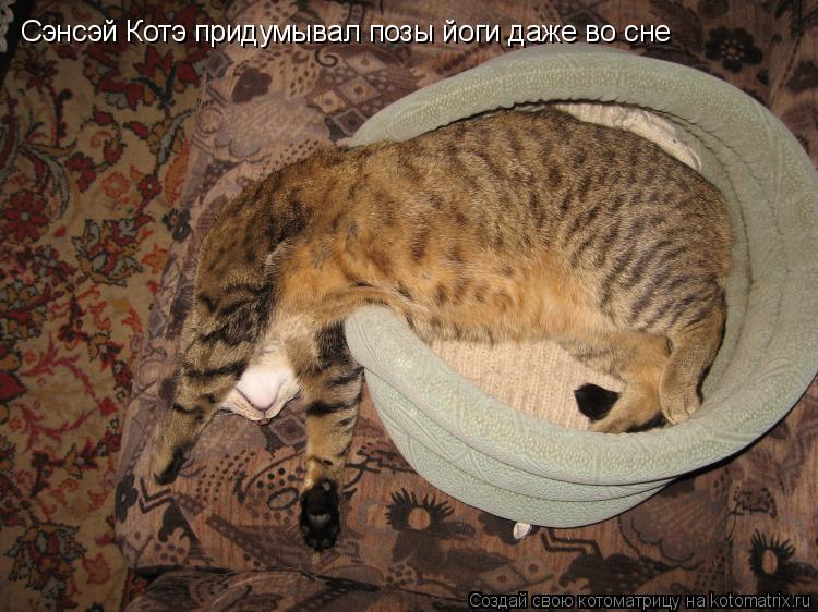Сэнсэй Котэ придумывал позы йоги даже во сне... Котоматрица: Сэнсэй Котэ придумывал позы йоги даже во сне