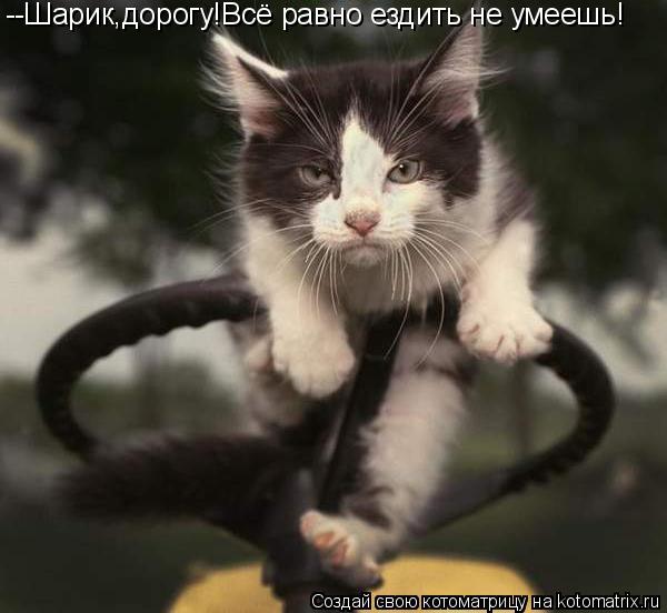 --Шарик,дорогу!Всё равно ездить не умеешь!... Котоматрица: --Шарик,дорогу!Всё равно ездить не умеешь!