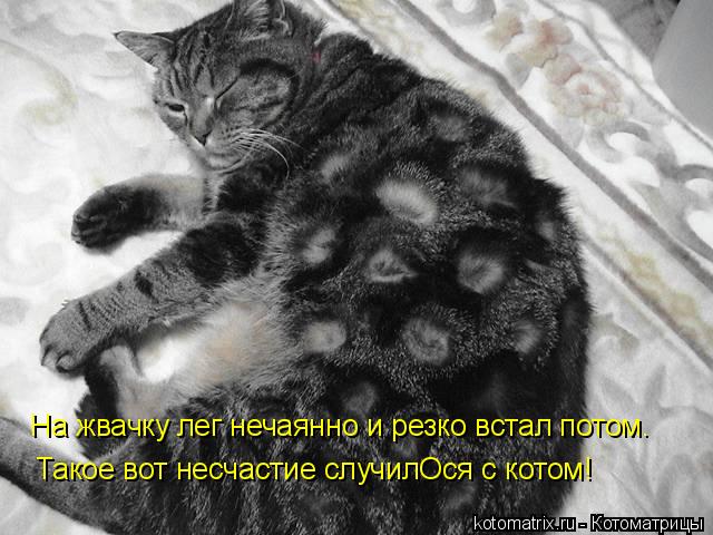 На жвачку лег нечаянно и резко встал потом. Такое вот несчастие случилОся с котом!... Котоматрица: На жвачку лег нечаянно и резко встал потом. Такое вот несчастие случилОся с котом!