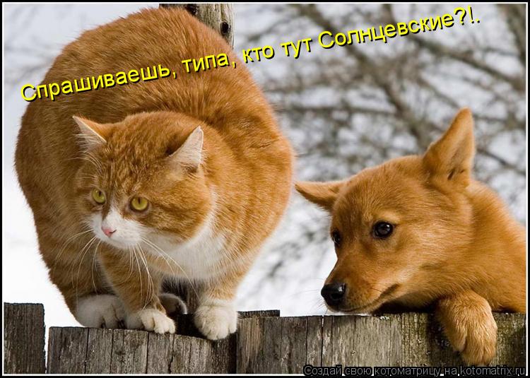 Спрашиваешь, типа, кто тут Солнцевские?!.... Котоматрица: Спрашиваешь, типа, кто тут Солнцевские?!.