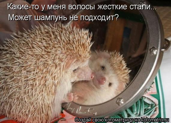 Какие-то у меня волосы жесткие стали... Может шампунь не подходит?... Котоматрица: Какие-то у меня волосы жесткие стали... Может шампунь не подходит?