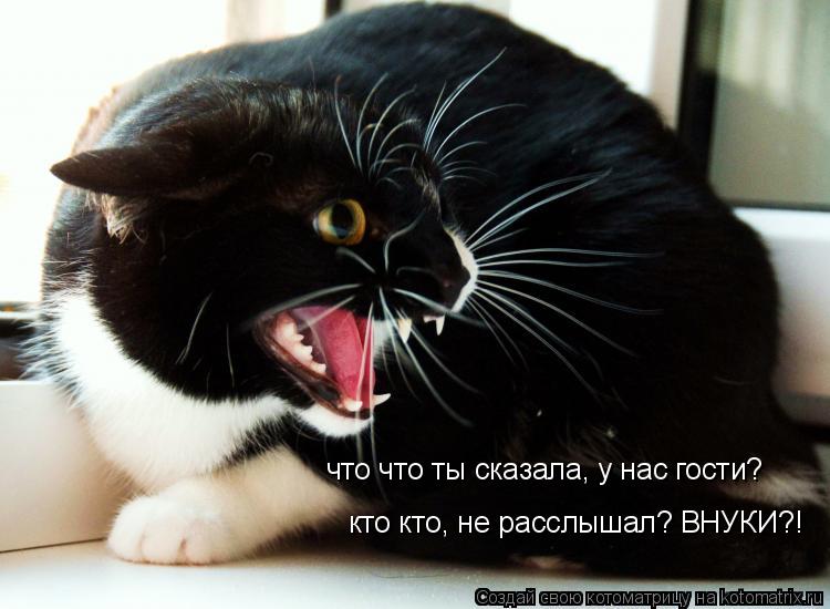 что что ты сказала, у нас гости? кто кто, не расслышал? ВНУКИ?!... Котоматрица: что что ты сказала, у нас гости? кто кто, не расслышал? ВНУКИ?!