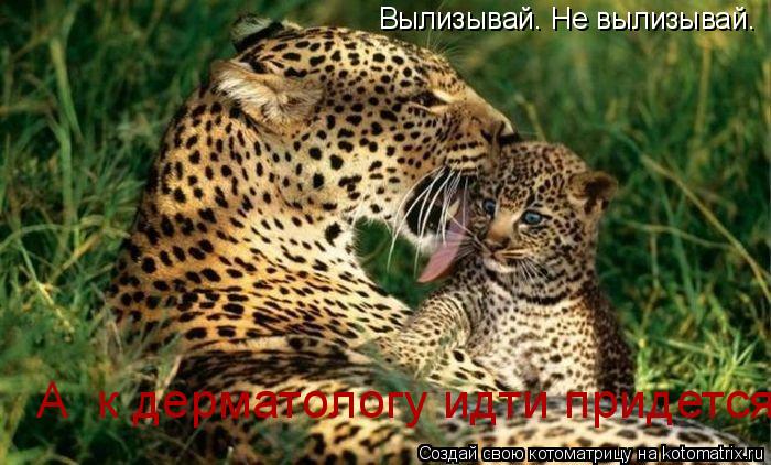 Вылизывай. Не вылизывай. А к дерматологу идти придется!... Котоматрица: Вылизывай. Не вылизывай. А к дерматологу идти придется!