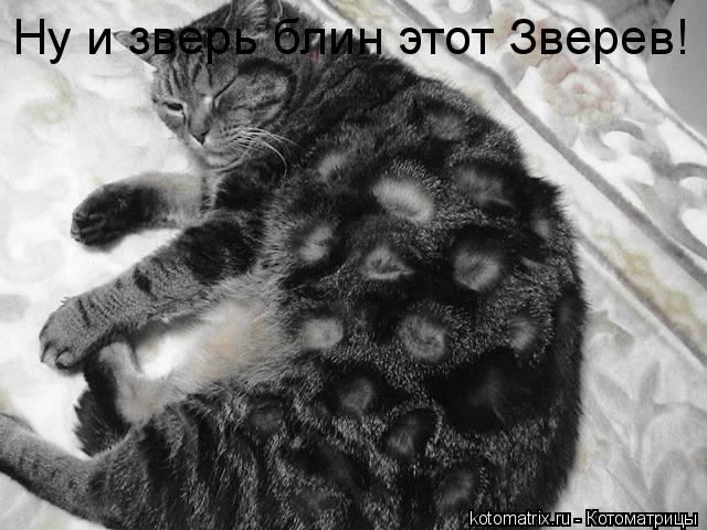 Ну и зверь блин этот Зверев!... Котоматрица: Ну и зверь блин этот Зверев!