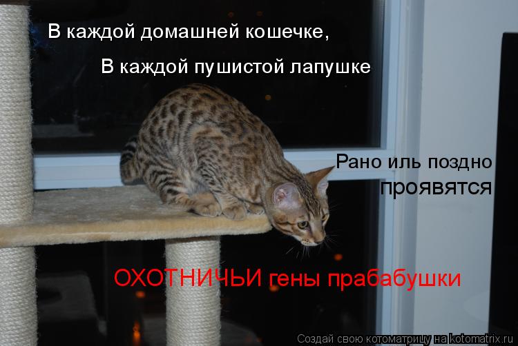 В каждой домашней кошечке, В каждой пушистой лапушке Рано иль поздно проявятся ОХОТНИЧЬИ гены прабабу... Котоматрица: В каждой домашней кошечке, В каждой пушистой лапушке Рано иль поздно проявятся ОХОТНИЧЬИ гены прабабушки