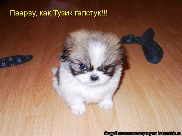 Паарву, как Тузик галстук!!!... Котоматрица: Паарву, как Тузик галстук!!!