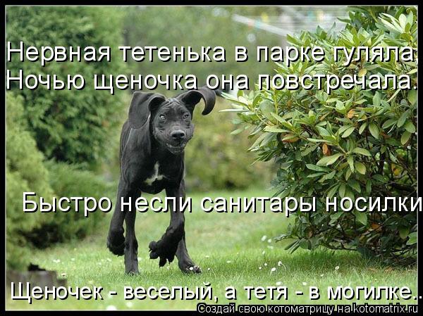 Нервная тетенька в парке гуляла, Ночью щеночка она повстречала. Быстро несли санитары носилки. Щено... Котоматрица: Нервная тетенька в парке гуляла, Ночью щеночка она повстречала. Быстро несли санитары носилки. Щеночек - веселый, а тетя - в могилке...