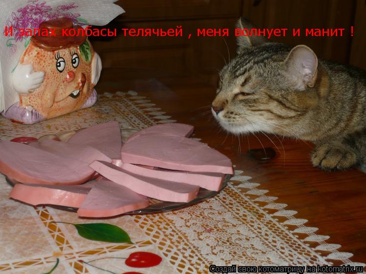 И запах колбасы телячьей , меня волнует и манит !... Котоматрица: И запах колбасы телячьей , меня волнует и манит !