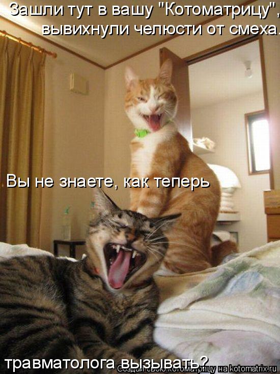 Зашли тут в вашу "Котоматрицу", вывихнули челюсти от смеха. Вы не знаете, как теперь травматолога вы... Котоматрица: Зашли тут в вашу "Котоматрицу", вывихнули челюсти от смеха. Вы не знаете, как теперь травматолога вызывать?