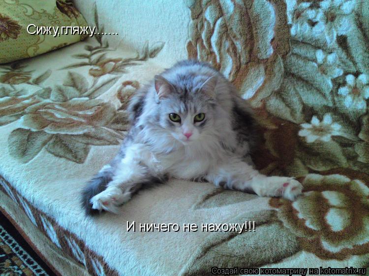 Сижу,гляжу....... И ничего не нахожу!!!... Котоматрица: Сижу,гляжу....... И ничего не нахожу!!!
