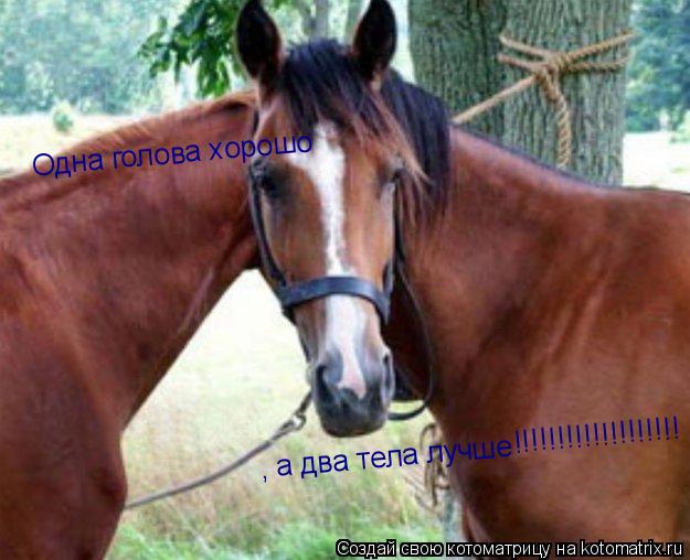 , а два тела лучше Одна голова хорошо !!!!!!!!!!!!!!!!!!!... Котоматрица: , а два тела лучше Одна голова хорошо !!!!!!!!!!!!!!!!!!!
