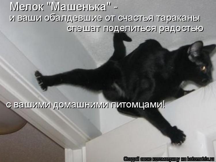 Мелок "Машенька" - и ваши обалдевшие от счастья тараканы спешат поделиться радостью с вашими домашни... Котоматрица: Мелок "Машенька" - и ваши обалдевшие от счастья тараканы спешат поделиться радостью с вашими домашними питомцами!