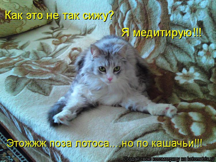 Как это не так сижу? Я медитирую!!! Этожжж поза лотоса....но по кашачьи!!!... Котоматрица: Как это не так сижу? Я медитирую!!! Этожжж поза лотоса....но по кашачьи!!!