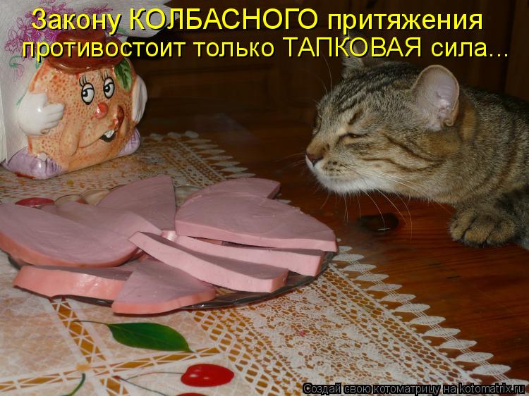 Котоматрица: Закону КОЛБАСНОГО притяжения противостоит только ТАПКОВАЯ сила...