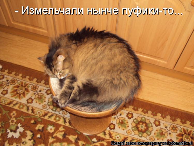 - Измельчали нынче пуфики-то...... Котоматрица: - Измельчали нынче пуфики-то...