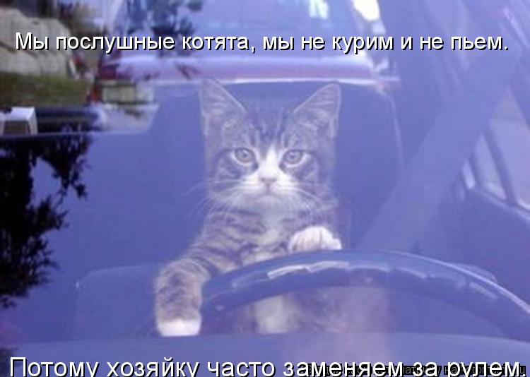 Мы послушные котята, мы не курим и не пьем. Потому хозяйку часто заменяем за рулем.... Котоматрица: Мы послушные котята, мы не курим и не пьем. Потому хозяйку часто заменяем за рулем.