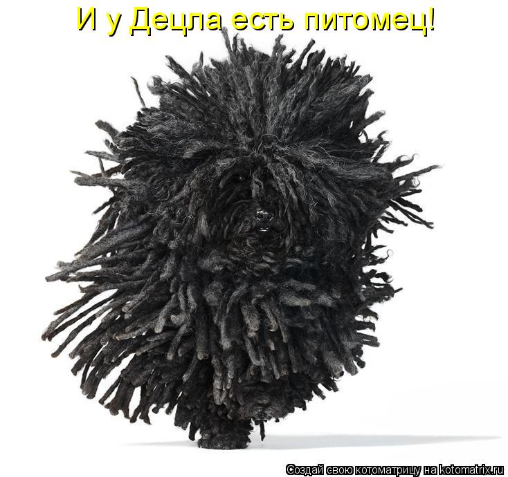 И у Децла есть питомец!... Котоматрица: И у Децла есть питомец!