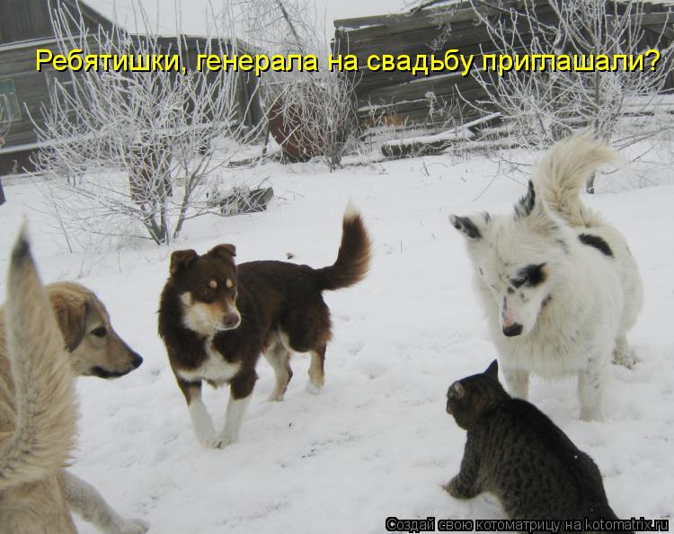 Ребятишки, генерала на свадьбу приглашали?... Котоматрица: Ребятишки, генерала на свадьбу приглашали?