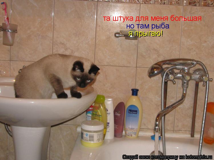 та штука для меня большая но там рыба я прыгаю!... Котоматрица: та штука для меня большая но там рыба я прыгаю!