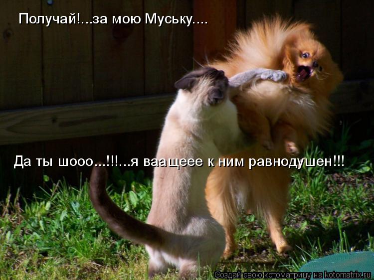 Получай!...за мою Муську.... Да ты шооо...!!!...я ваащеее к ним равнодушен!!!... Котоматрица: Получай!...за мою Муську.... Да ты шооо...!!!...я ваащеее к ним равнодушен!!!