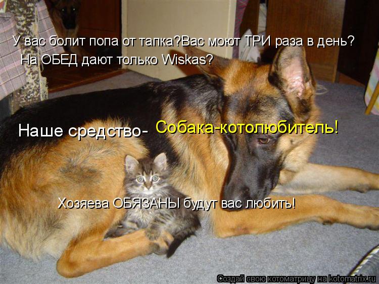 Наше средство- Собака-котолюбитель! У вас болит попа от тапка?Вас моют ТРИ раза в день? На ОБЕД дают ... Котоматрица: Наше средство- Собака-котолюбитель! У вас болит попа от тапка?Вас моют ТРИ раза в день? На ОБЕД дают только Wiskas? Хозяева ОБЯЗАНЫ будут вас люб