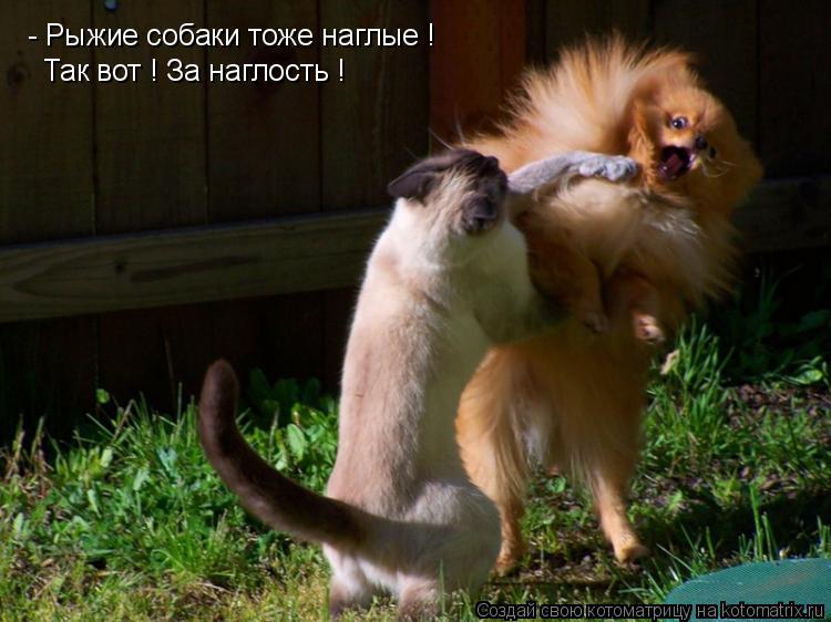 - Рыжие собаки тоже наглые ! Так вот ! За наглость !... Котоматрица: - Рыжие собаки тоже наглые ! Так вот ! За наглость !