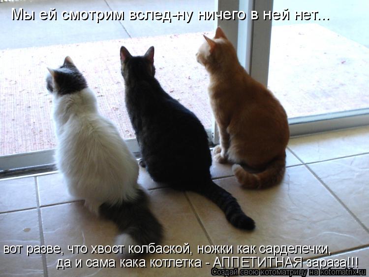 Мы ей смотрим вслед-ну ничего в ней нет... да и сама кака котлетка - АППЕТИТНАЯ зараза!!! вот разве,... Котоматрица: Мы ей смотрим вслед-ну ничего в ней нет... да и сама кака котлетка - АППЕТИТНАЯ зараза!!! вот разве, что хвост колбаской, ножки как сарделечки,