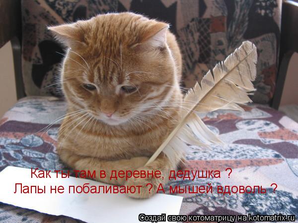 Как ты там в деревне, дедушка ? Лапы не побаливают ? А мышей вдоволь ?... Котоматрица: Как ты там в деревне, дедушка ? Лапы не побаливают ? А мышей вдоволь ?