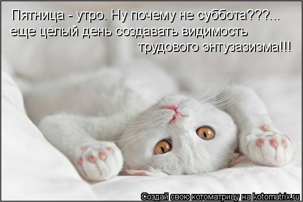 Пятница - утро. Ну почему не суббота???... еще целый день создавать видимость трудового энтузазизма!... Котоматрица: Пятница - утро. Ну почему не суббота???... еще целый день создавать видимость трудового энтузазизма!!!