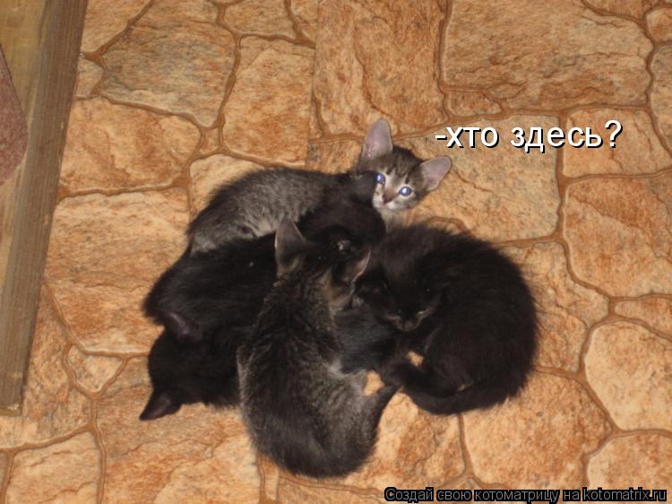 -хто здесь?... Котоматрица: -хто здесь?