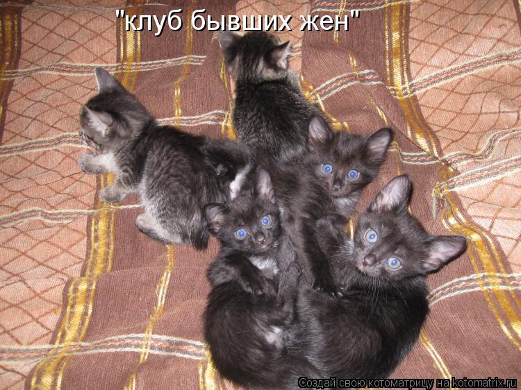 "клуб бывших жен"... Котоматрица: "клуб бывших жен"