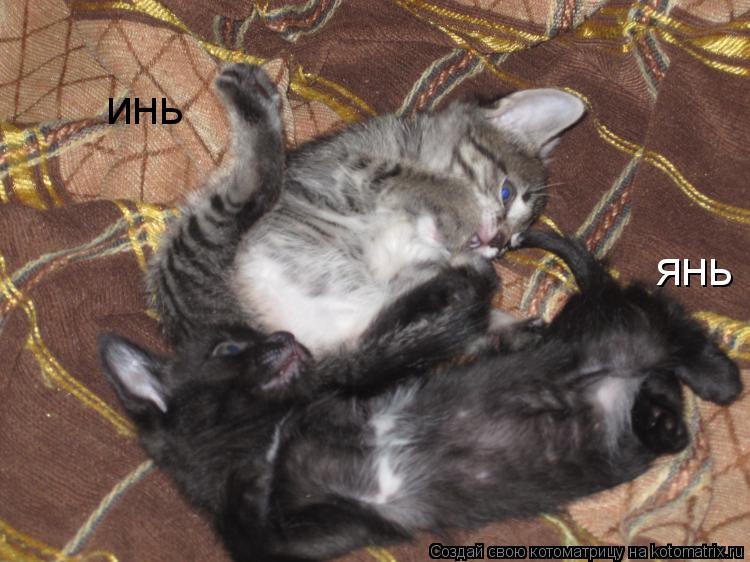 инь янь... Котоматрица: инь янь
