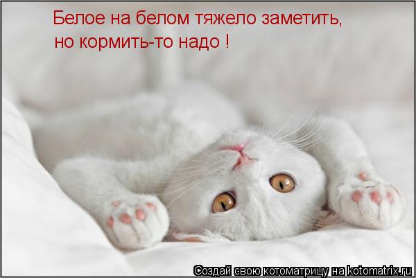 Белое на белом тяжело заметить, но кормить-то надо !... Котоматрица: Белое на белом тяжело заметить, но кормить-то надо !