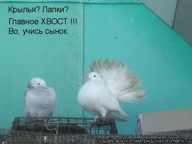 Крылья? Лапки? Главное ХВОСТ !!! Во, учись сынок.... Котоматрица: Крылья? Лапки? Главное ХВОСТ !!! Во, учись сынок.