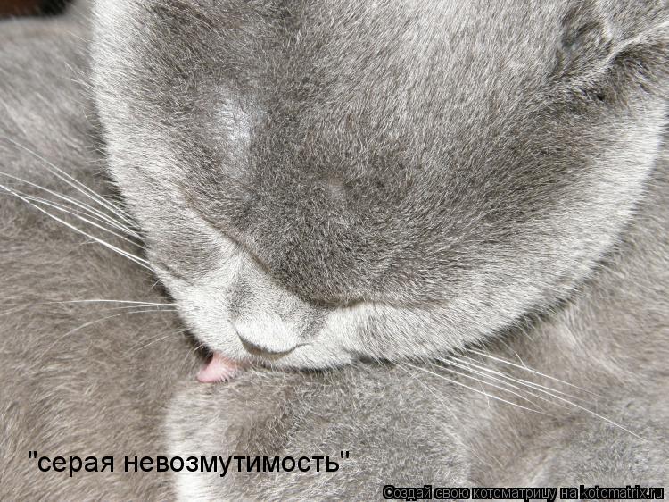 "серая невозмутимость"... Котоматрица: "серая невозмутимость"