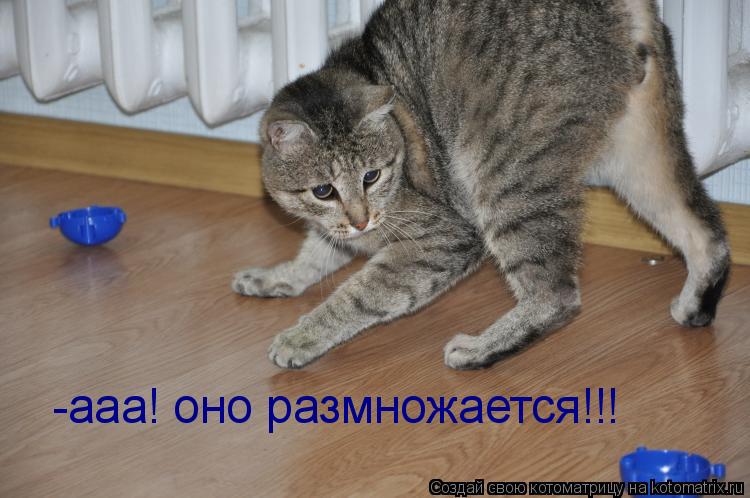 -ааа! оно размножается!!!... Котоматрица: -ааа! оно размножается!!!